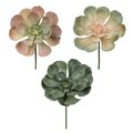 8.5" Peperomia Succulents Asst 6/pk