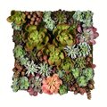 16.5" Multi-Colored Succulent Wall Arran