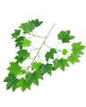 32 inches SUGAR MAPLE SPRAY w/23 Lvs