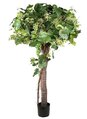 5 feet  Grape Ivy Tree with Grapes
