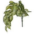 24 inches Green Dieffenbachia Bush Vine