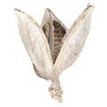 3-4" Bleached Sora Pods 250/Bulk Case