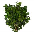 24" Tall Preserved Hedera Bunch 4 to 5 pc bunch