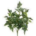20 inches English Ivy Bush W/66 Lvs.-Green