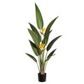 5' Tropical Bird of Paradise Plant With 2 Flowers in Pot Orange Green
