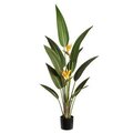 5 feet Tropical Bird of Paradise Plant With 2 Flowers in Pot Ornage Green