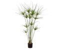 42"  Papyrus Plant in Pot Green