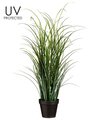 36" UV Protected Tall Grass in Pot Green
