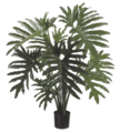 31" Selloum Monstera Philodendron Plant in Plastic Pot Green