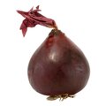 RED ZEPPELIN ONION - 3 inches x 2.5 inches -Sold per DZ