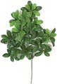 Earthflora's 24 Inch Laurel Branch (Sold By The Dozen) - IFR