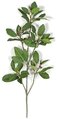 Earthflora's 24 Inch Mangrove Branch (Sold Per Piece) Ifr Or Regular