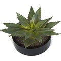 12 inches Aloe in Black Cylinder Pot