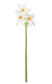 12" Narcissus Stem - 2 White/Orange Flowers - 2 Buds (sold by dozen)