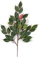 Earthflora's 25 Inch Ifr Red Ficus Branch (Sold By The Dozen)