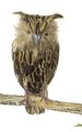 B-0071 14" x 7" Standing Owl - Natural