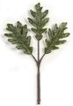 14.5" White Oak Pick - 3 Leaves - Green - Special Order