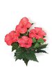 15" Hibiscus Bush - 4 Red/Pink Flowers - 2 Buds- FIRE RETARDANT