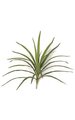 16 inches Dracaena Head - 21 Leaves - 20 inches Width - Green/Red