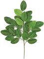 Earthflora's 26 Inch Banyan Branch (Sold By The Dozen)