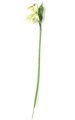 19" Snow Drop Stem - 3 Green Flowers - 1 Leaf (sold by dozen)