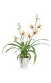 20 inches x 6 inches Potted Dendrobium with Roots - 6 Yellow Flowers