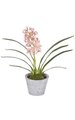 21 inches Potted Cymbidium Orchid - 8 Green Leaves - Tutone Pink Flower