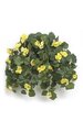 Rose Begonia Bush - 153 Leaves - 45 Flowers - 30 Buds - Yellow