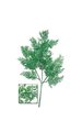 24 inches Plastic Metallic Cedar Spray - Green - 11 inches Width - 8.5 inches Stem