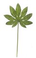27 inches Aralia Leaf - Light Green