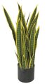 Earthflora's 28 Inch Sansevieria Plant - Green/yellow - Ifr Or Regular Foliage