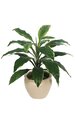 27.5 inches Dracaena Plant - Green - 33.5 inches Width - Bare Stem
