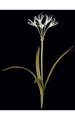 28" Spider Lily - Soft Touch - 5 Leaves - White