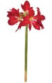 29 inches Amaryllis Stem - Red - 12 inches Width