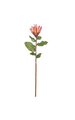 29 inches Protea Spray - 6 Green Leaves - 1 Red/Yellow Flower