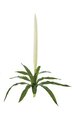 29 inches Sword Plant - 10 Green Leaves