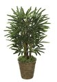 3 feet Lady Palm - 50 Fronds - Natural Trunks