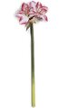 30 inches Amaryllis Spray - 2 Flowers - 1 Bud - 23.5 inches Stem - Pink/White