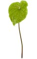 30" Anthurium Spray - 13" Light Green Flower - Bare Stem