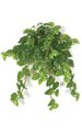Hanging Pothos Bush - Soft Touch - 102 Variegated Green Leaves