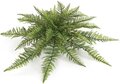 30 inches  Outdoor Polyblend Ruffle Fern Cluster - 30 Green Leaves - 30 inches Width - Bare Stem