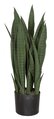 Earthflora's 28 Inch Green Sansevieria Plant - Ifr Or Regular Foliage
