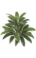 32" Deluxe Cordyline Plant - 42 Green/White Leaves - Bare Stem
