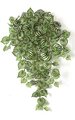 Peperomia Vine Bush - Soft Touch - 162 Green/Yellow Leaves