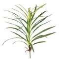 34" Wild Grass Cluster with Roots - 32 Green Leaves with Red Edge