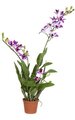 35 inches Potted Dendrobium Flower - 16 Purple/White Flowers - 16 Buds