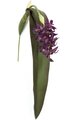 36" Foam Purple Orchid with Big Leaf - Soft Touch - 2 Green Leaves