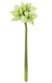 37 inches Giant Amaryllis - 5 Flowers - 2 Buds - 29 inches Stem - 12 inches Width - Green