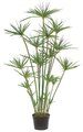 4 feet Papyrus Plant - 20 Heads - 197 Leaves - Green