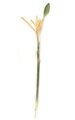 40 inches Heliconia Stem - Peach
